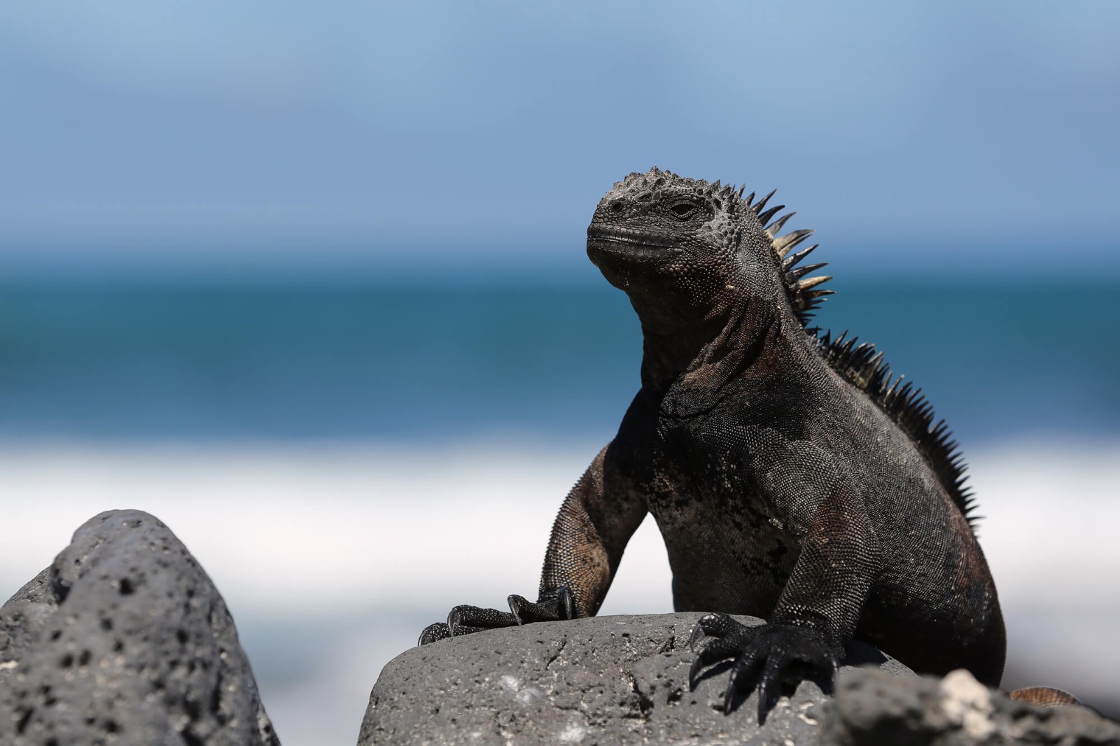 Marine iguana, Isabela island